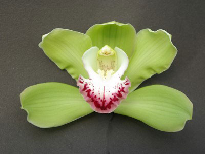 Green Cymbidiums