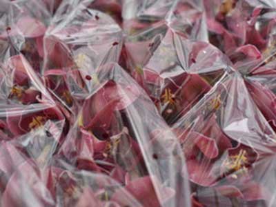 New Zealand Wholesale