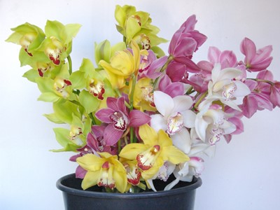 Nz Wholesale Slater S Orchids