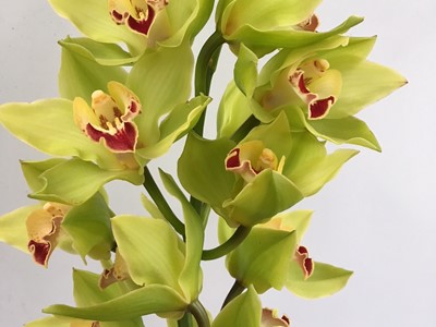 Orchid Care