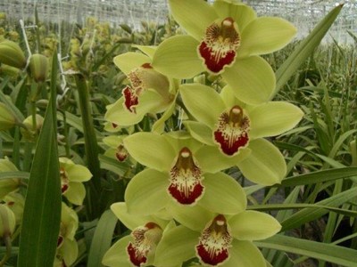 Home Slater S Orchids